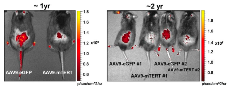 telomerase_gene_therapy_mice telomerase_gene_therapy_mice