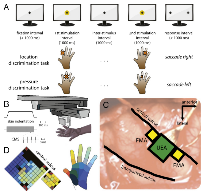touch-sensitive prosthetic limbs