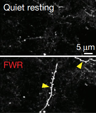 tuft dendrites2
