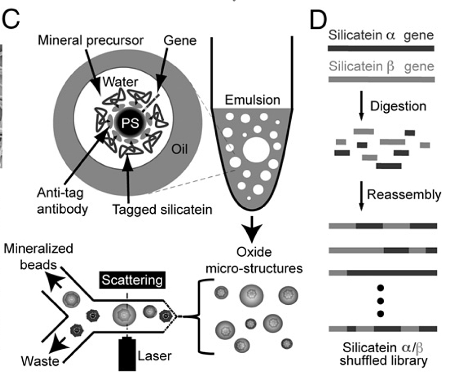 ucsb_genetically_evolved_semiconductor ucsb_genetically_evolved_semiconductor