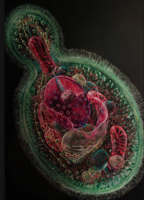 yeast cell