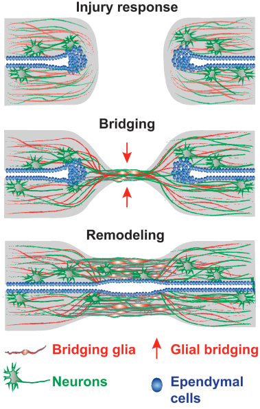 zebafish spinal-cord repair process