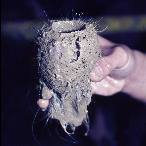 1024px-Sponge_glas-fibers_m60_hg1-640x640