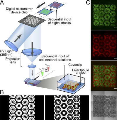 3D bioprinting hepatic construct