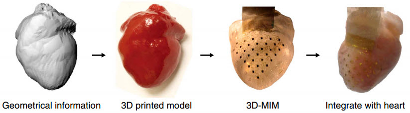 3D-heart-membrane