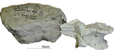 3d_print_of_fossil