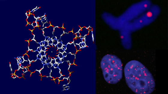 4-DNA-560x315 4-DNA-560x315