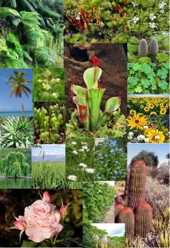 411px-Plants