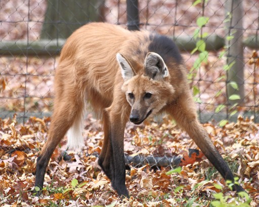 750px-Maned_Wolf_11,_Beardsley_Zoo,_2009-11-06