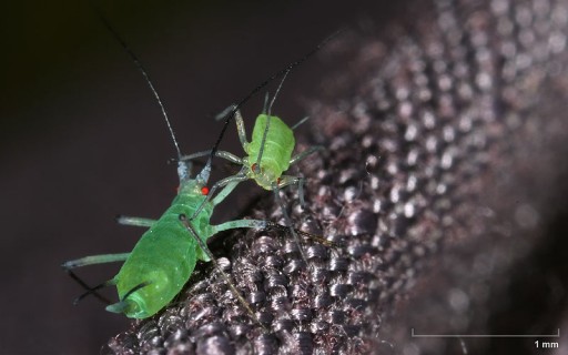 800px-Aphidoidea_fight