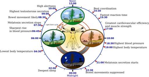 800px-Biological_clock_human