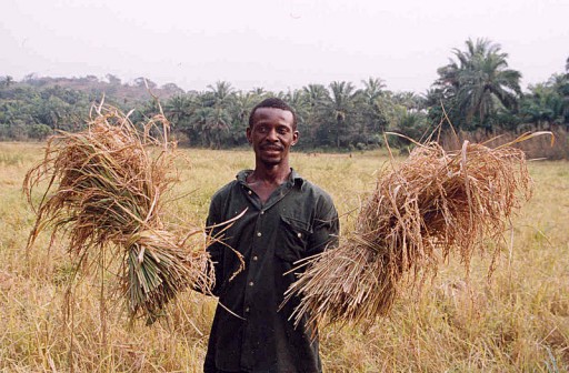 800px-Sierra_Leone_rice_farmer