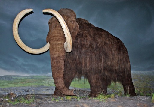Woolly_Mammoth-RBC
