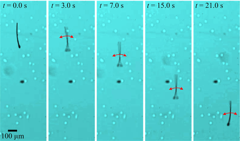 APL-Khalil-MagnetoSperm swim-resized