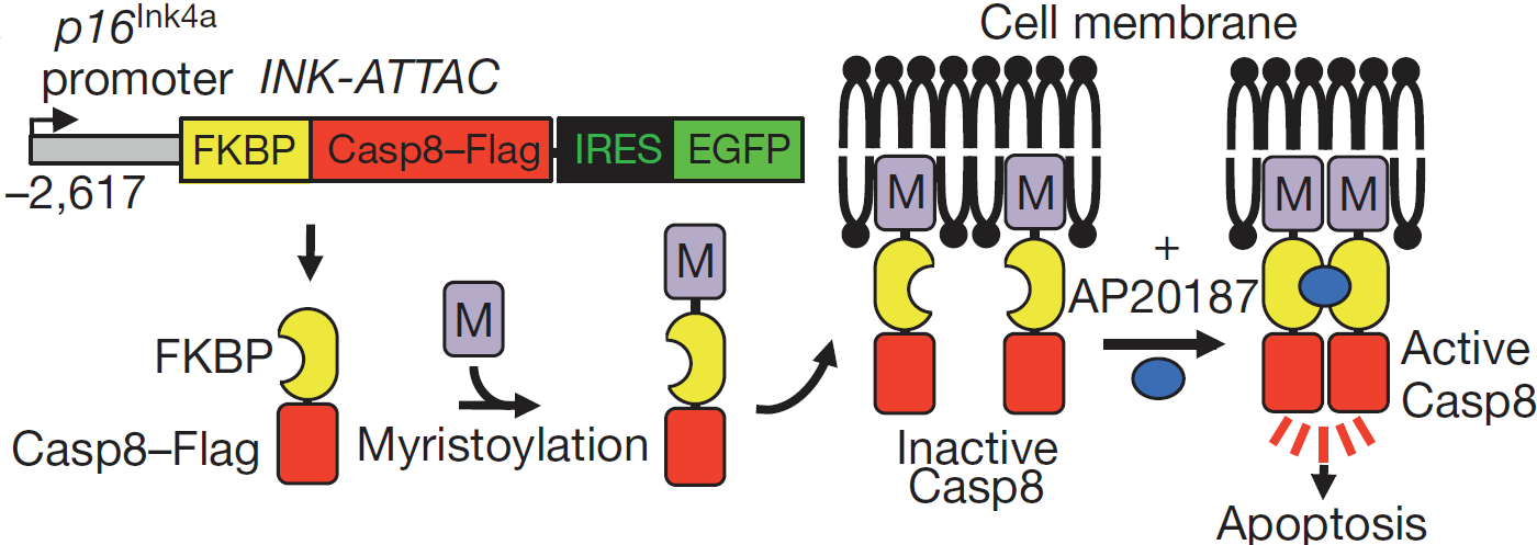 APOPTOSIS