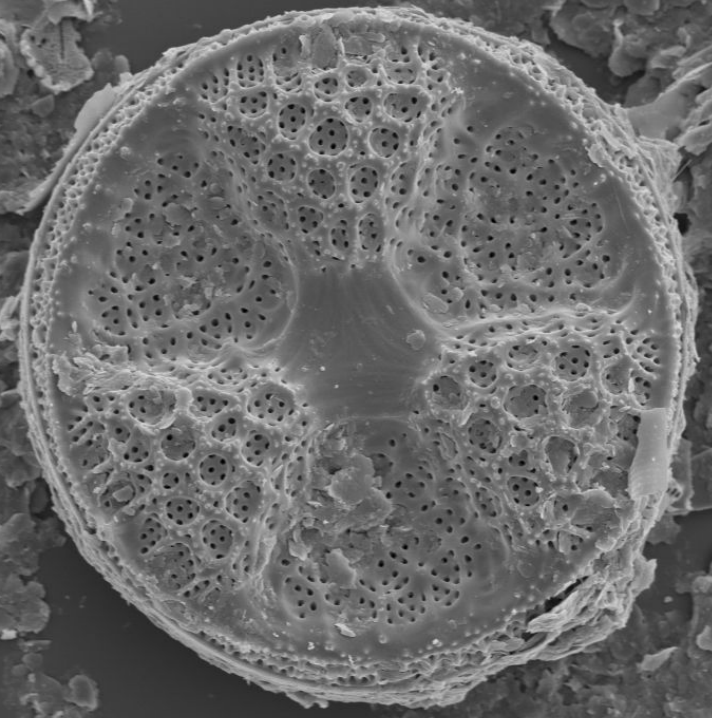 Actinoptychus
