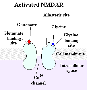 Activated_NMDAR