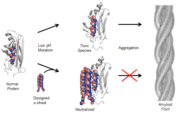 Amyloid-diagram