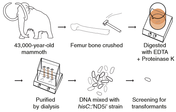 Ancient DNA experiment