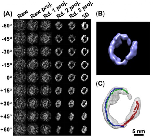 Apolipoprotein-images
