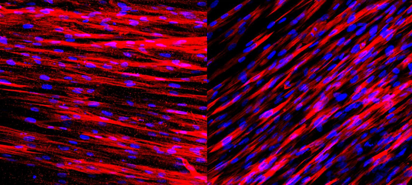 Arterial-Cells-Stained
