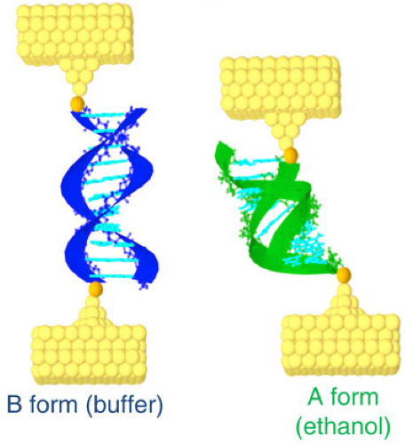 B and A DNA forms