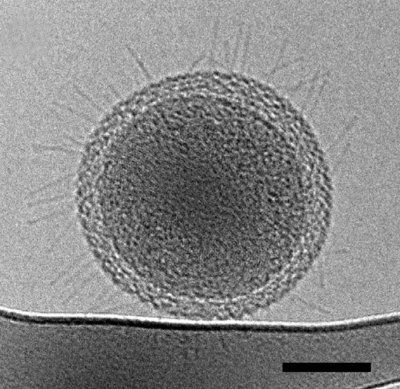 Bacteria-with-pili