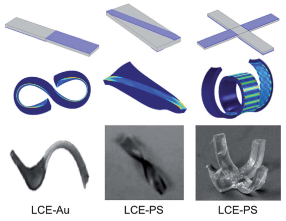 Bilayer shape changes
