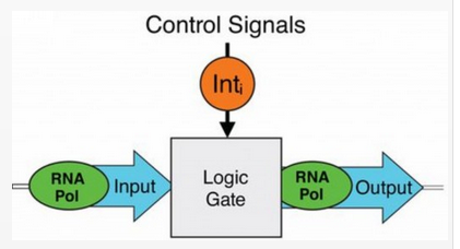 Biological logic gate
