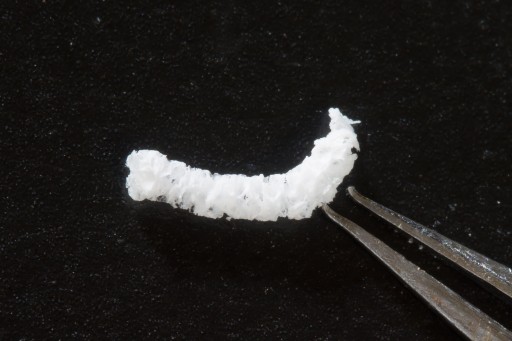 Boison_silk_implant_high_res