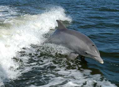 Bottlenose_Dolphin