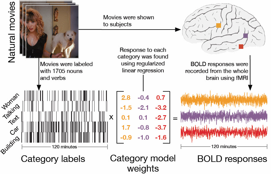 Brain map construction