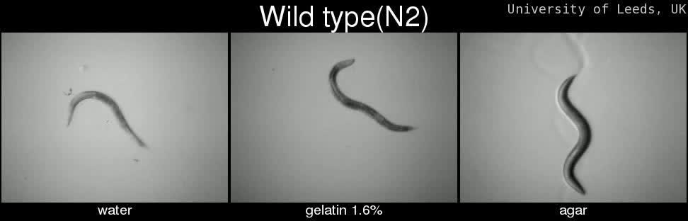 C Elegans
