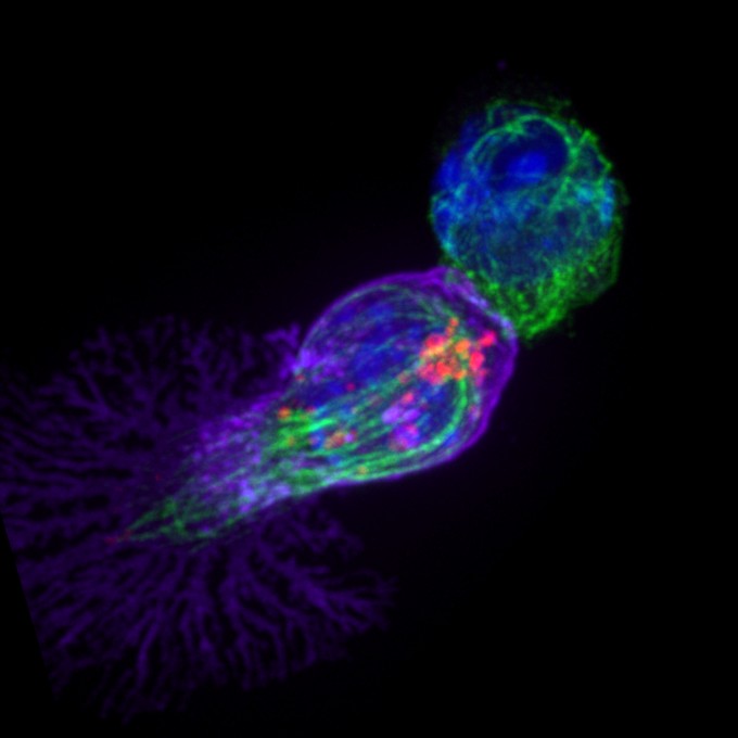 CD8-T-cell---Gillian-Griffiths