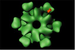 CaMKII Molecule
