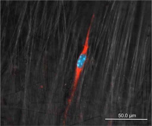 Cell-on-fiber_two