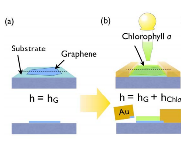 Chlorophyll_transistor