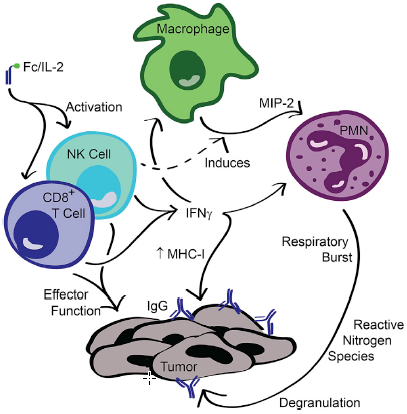 Combination anti-tumor attack