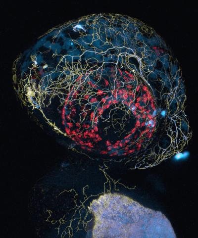 Confocal Image of Zebrafish Head