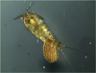 Copepod Evolution