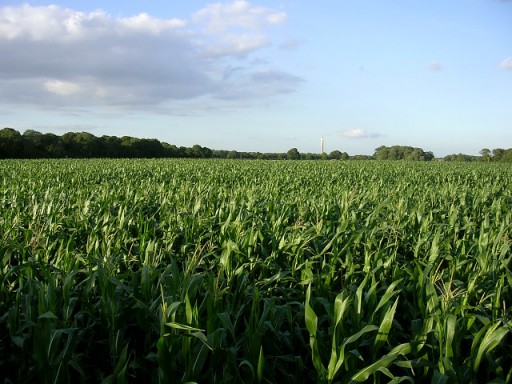 Corn_crop_west_of_Lepe_Farm,_Lepe_-_geograph.org.uk_-_33293