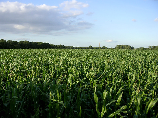 Corn_crop_west_of_Lepe_Farm,_Lepe_-_geograph.org.uk_-_33293
