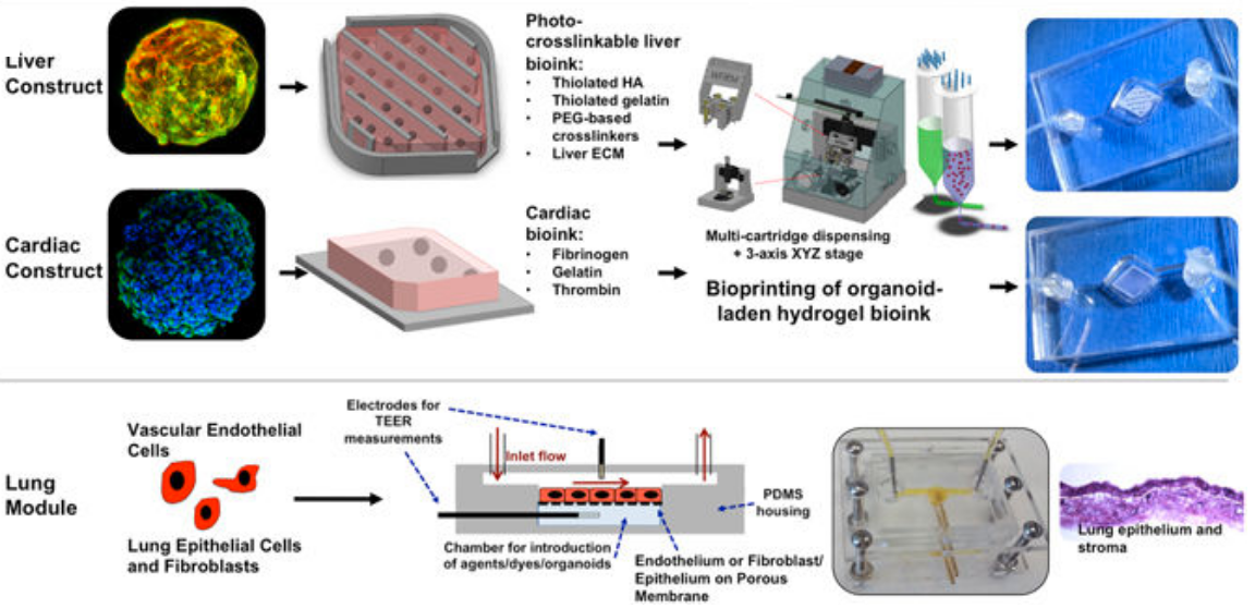 Creating liver, heart, and lung 3D organs