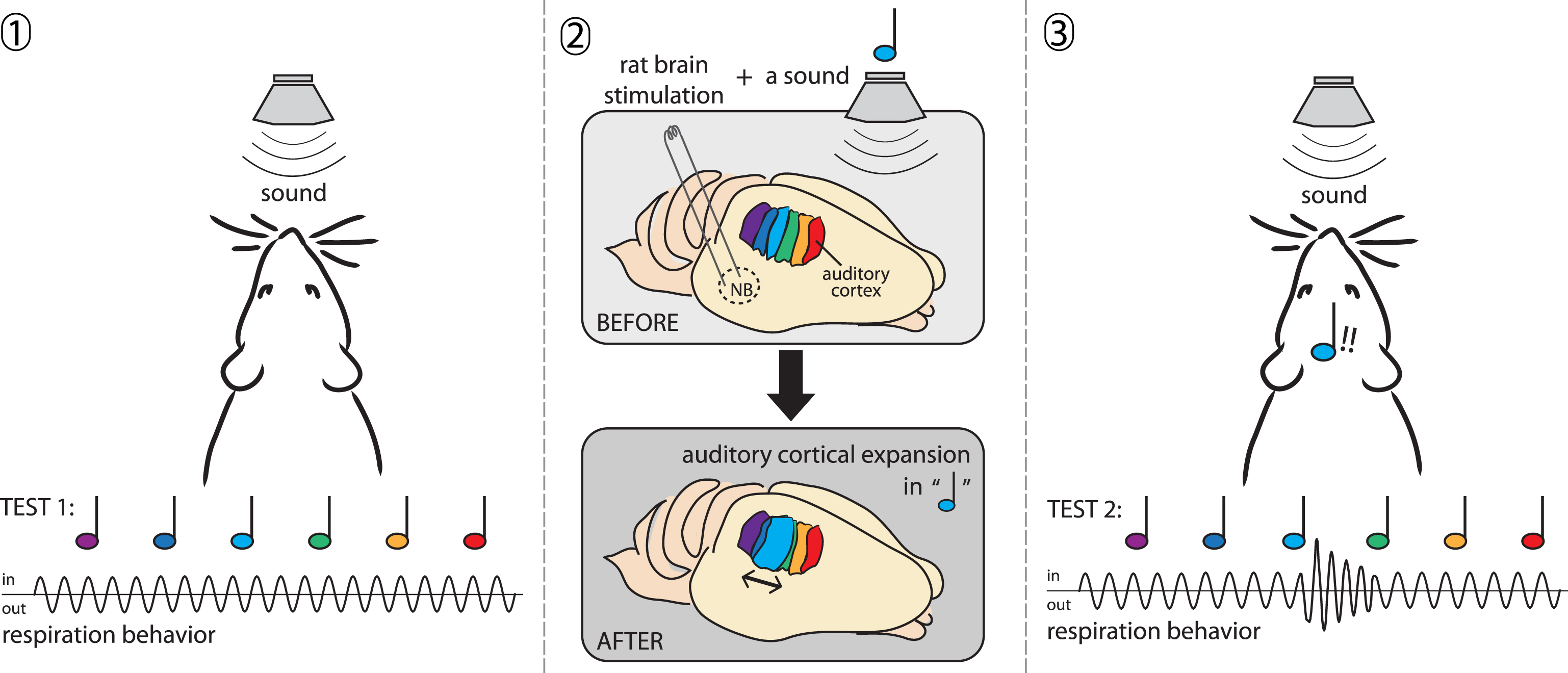 Brain sound. Схема головного мозга крысы. Rat Cortex.