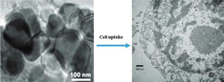 Cu-Cy particle effects