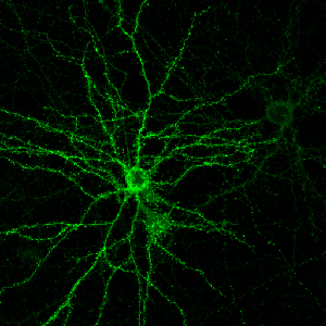 Cultured neuron