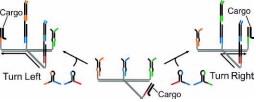DNA Robots
