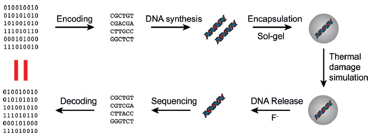 DNA and encapsulated within silica spheres