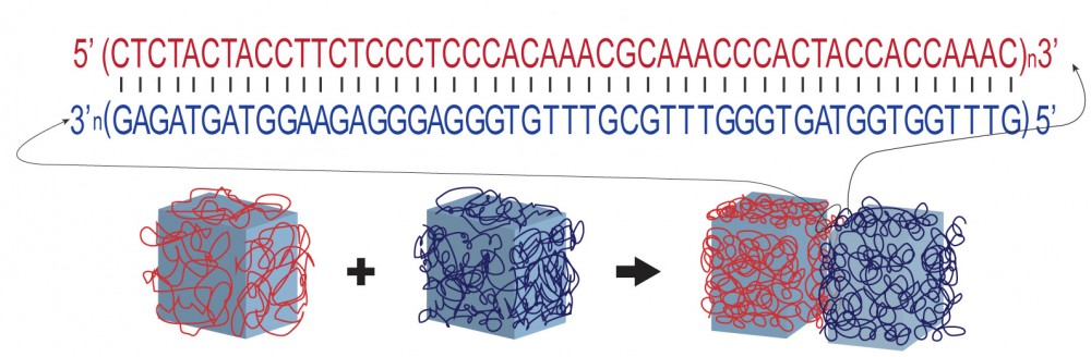DNA glue hi-res