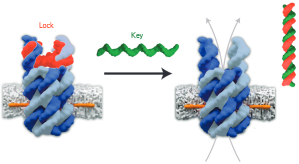 DNA nanopore